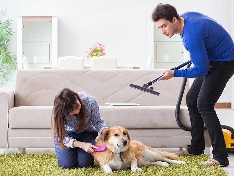 How To Kill Fleas In A Carpet – A Comprehensive Guide - Bennett For House